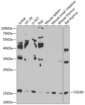 CD160 Rabbit pAb