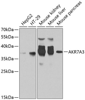 AKR7A3 Rabbit pAb