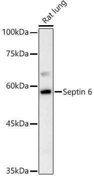Septin 6 Rabbit pAb