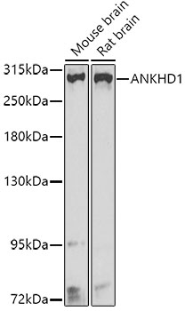 ANKHD1 Rabbit pAb