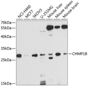 CHMP1B Rabbit pAb