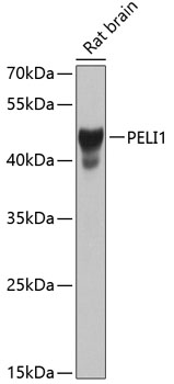 PELI1 Rabbit pAb