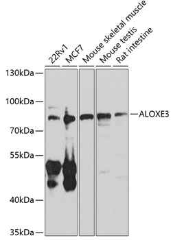 ALOXE3 Rabbit pAb