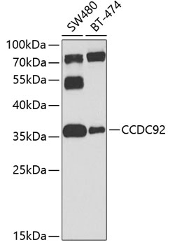 CCDC92 Rabbit pAb