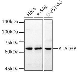 ATAD3B Rabbit pAb