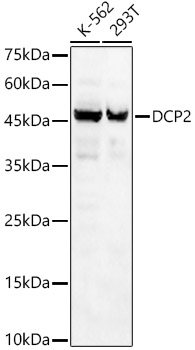 DCP2 Rabbit pAb
