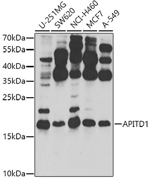 APITD1 Rabbit pAb