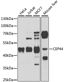 CEP44 Rabbit pAb