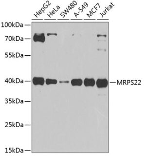 MRPS22 Rabbit pAb