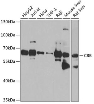 C8B Rabbit pAb