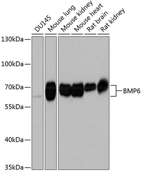 BMP6 Rabbit pAb