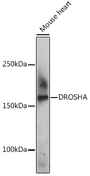 DROSHA Rabbit pAb