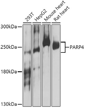 PARP4 Rabbit pAb