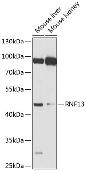 RNF13 Rabbit pAb