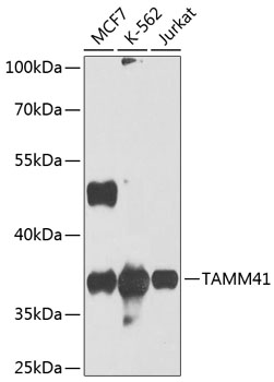 TAMM41 Rabbit pAb
