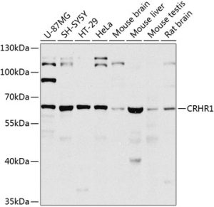 CRHR1 Rabbit pAb