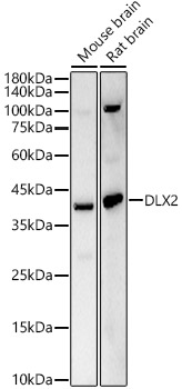 DLX2 Rabbit pAb