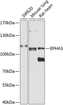 EPHA3 Rabbit pAb