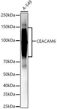 CEACAM6 Rabbit pAb