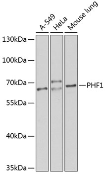 PHF1 Rabbit pAb