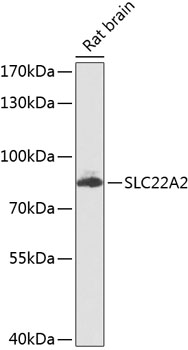SLC22A2 Rabbit pAb