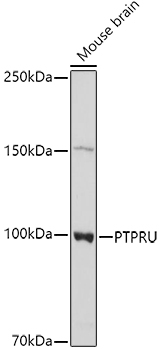 PTPRU Rabbit pAb