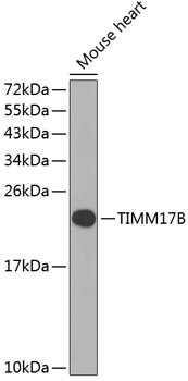 TIMM17B Rabbit pAb