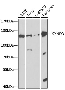 SYNPO Rabbit pAb