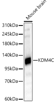 KDM4C Rabbit pAb