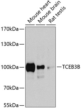 TCEB3B Rabbit pAb