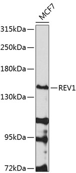 REV1 Rabbit pAb