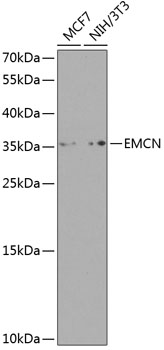 Endomucin Rabbit pAb