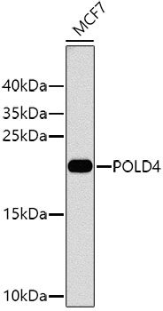 POLD4 Rabbit pAb