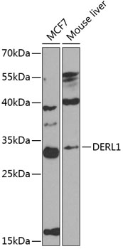 DERL1 Rabbit pAb
