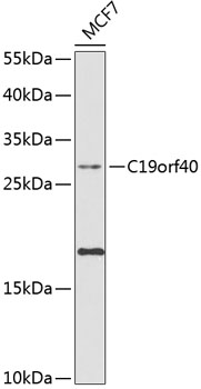 C19orf40 Rabbit pAb