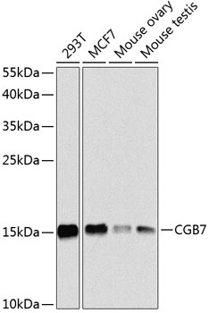 CGB7 Rabbit pAb