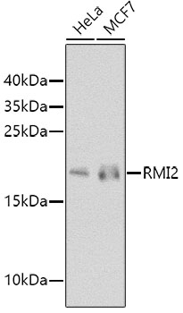RMI2 Rabbit pAb