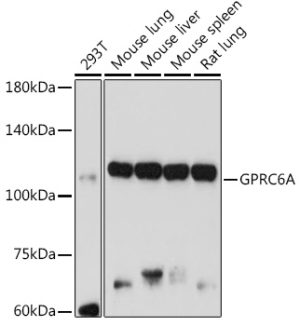 GPRC6A Rabbit pAb