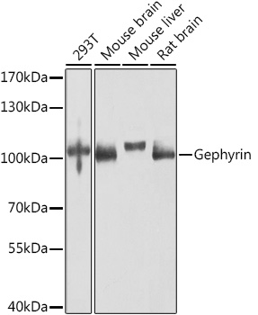 Gephyrin Rabbit pAb