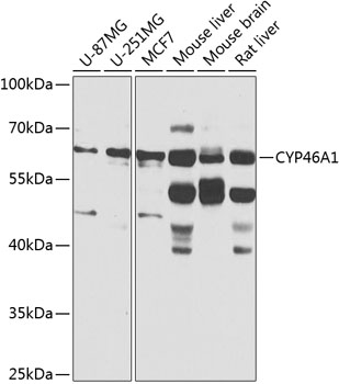 CYP46A1 Rabbit pAb
