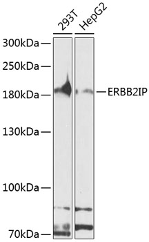 ERBB2IP Rabbit pAb