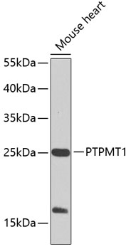 PTPMT1 Rabbit pAb
