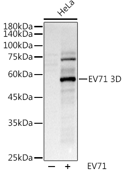 EV71 3D Rabbit pAb