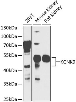 KCNK9 Rabbit pAb