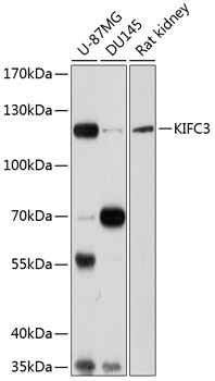 KIFC3 Rabbit pAb