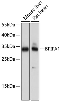 BPIFA1 Rabbit pAb