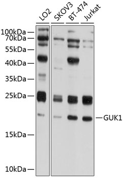 GUK1 Rabbit pAb