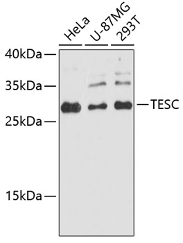 TESC Rabbit pAb