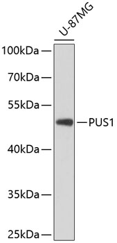 PUS1 Rabbit pAb
