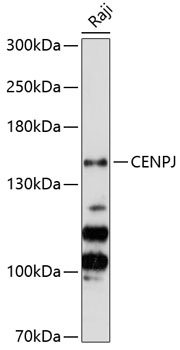 CENPJ Rabbit pAb